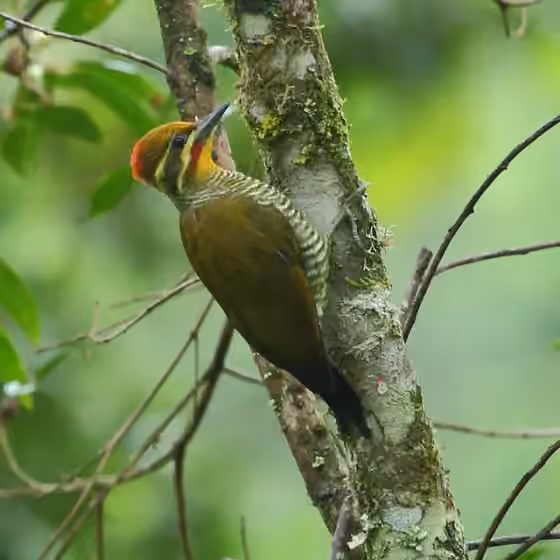 Dokumentasi Piculus aurulentus
