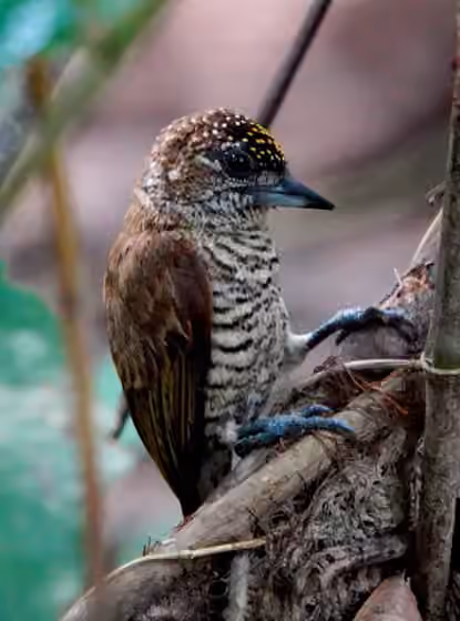 Dokumentasi Picumnus pumilus