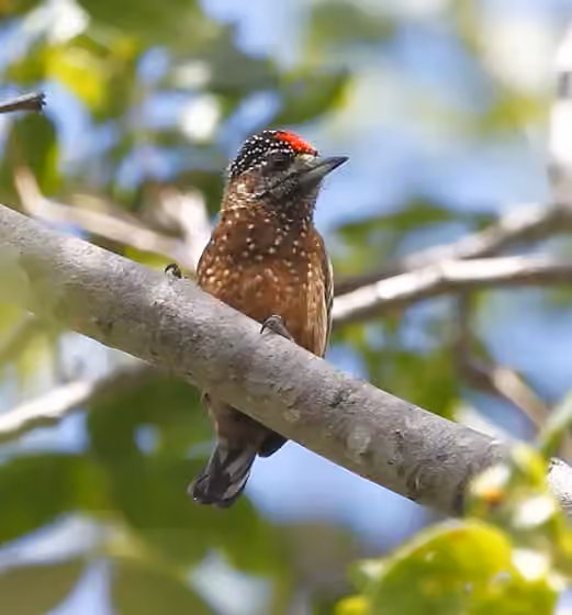 Dokumentasi Picumnus pygmaeus