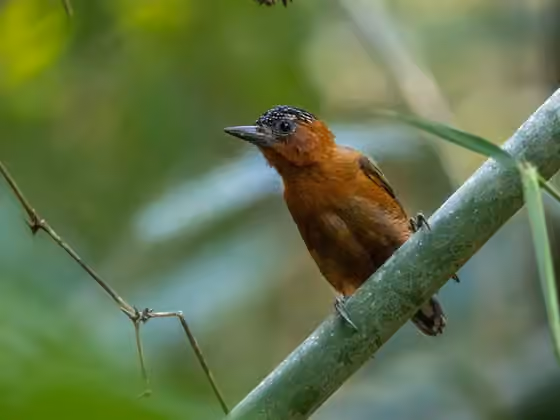 Dokumentasi Picumnus rufiventris