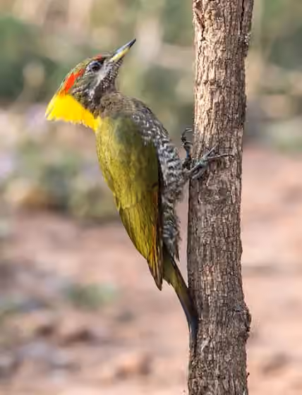 Dokumentasi Picus chlorolophus