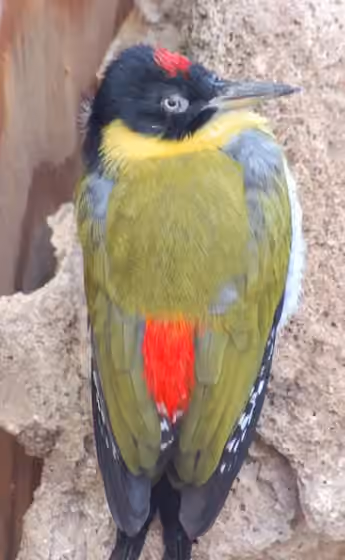 Dokumentasi Picus erythropygius