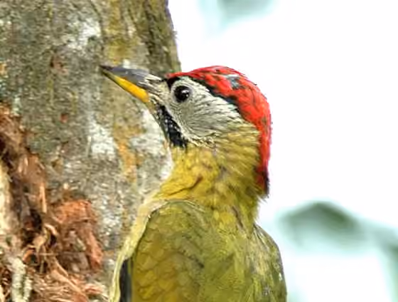 Dokumentasi Picus vittatus