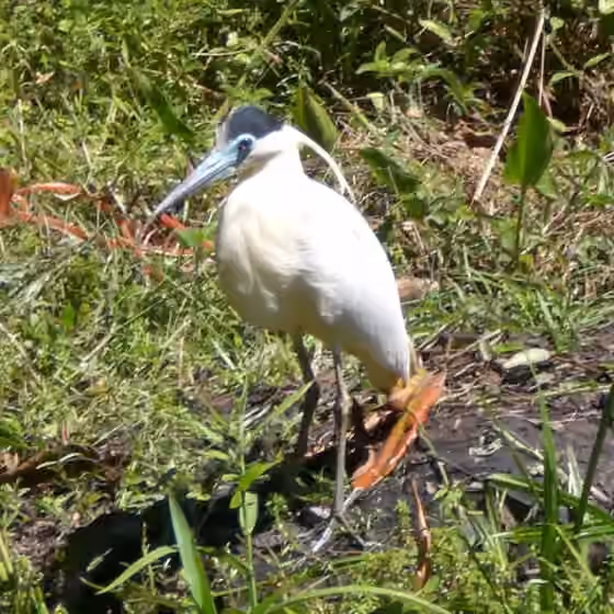 Dokumentasi Pilherodius pileatus