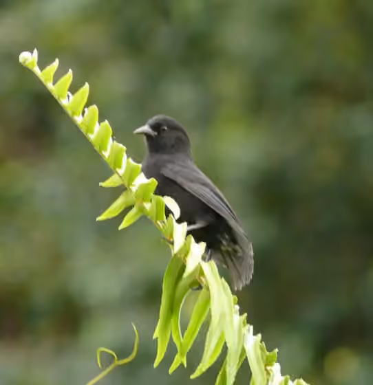 Dokumentasi Pinaroloxias inornata