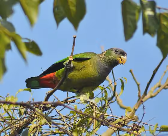 Dokumentasi Pionus maximiliani
