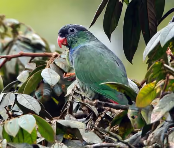 Dokumentasi Pionus sordidus