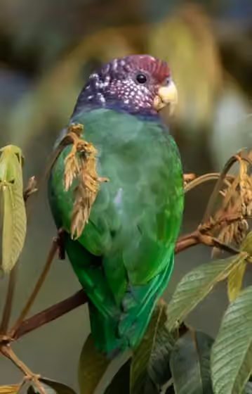 Dokumentasi Pionus tumultuosus