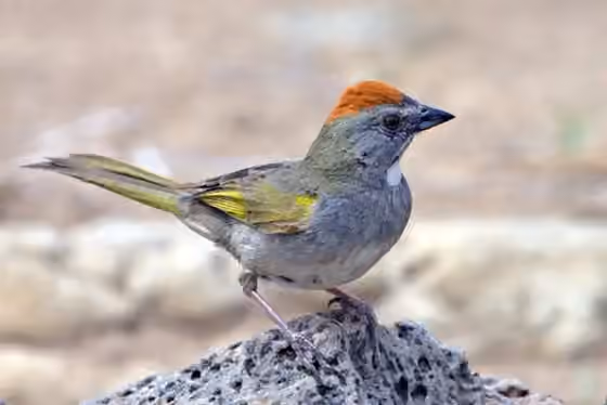 Dokumentasi Pipilo chlorurus