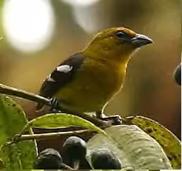Dokumentasi Piranga leucoptera
