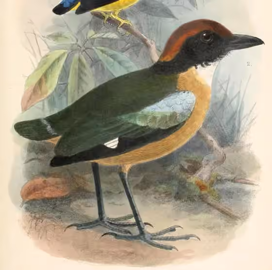 Ilustrasi Pitta anerythra dalam potongan pelat yang masih memuat sebagian figur burung lain.