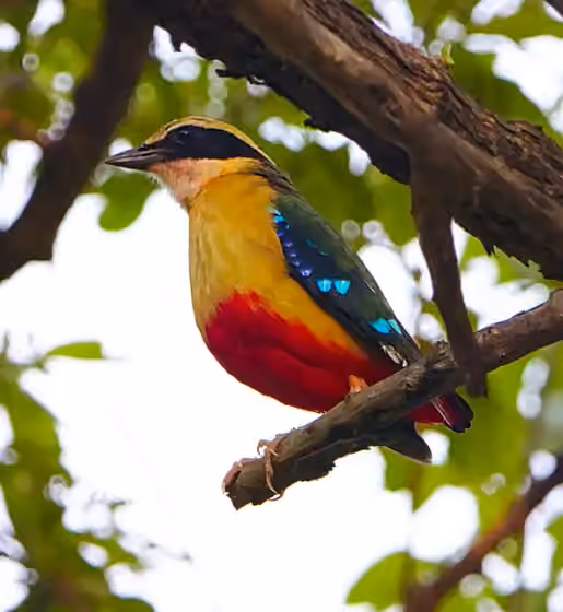 Dokumentasi Pitta angolensis