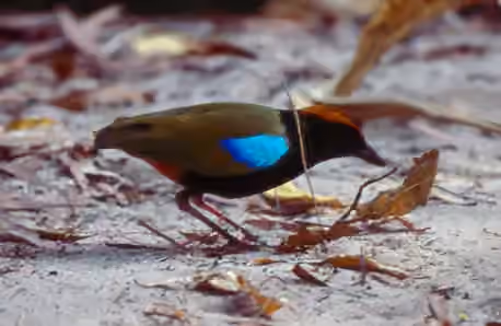 Dokumentasi Pitta iris