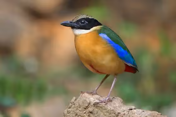 Dokumentasi Pitta moluccensis