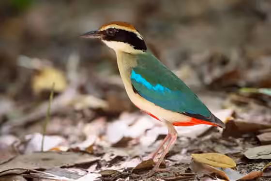 Dokumentasi Pitta nympha