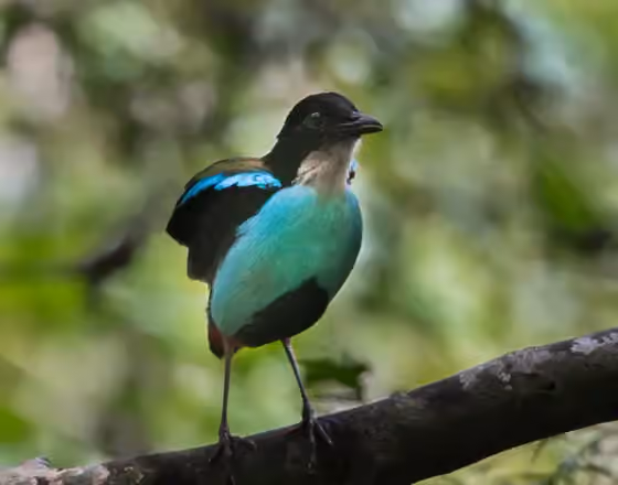 Dokumentasi Pitta steerii