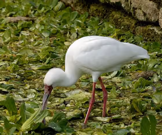 Dokumentasi Platalea alba