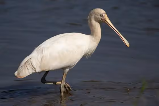 Dokumentasi Platalea flavipes