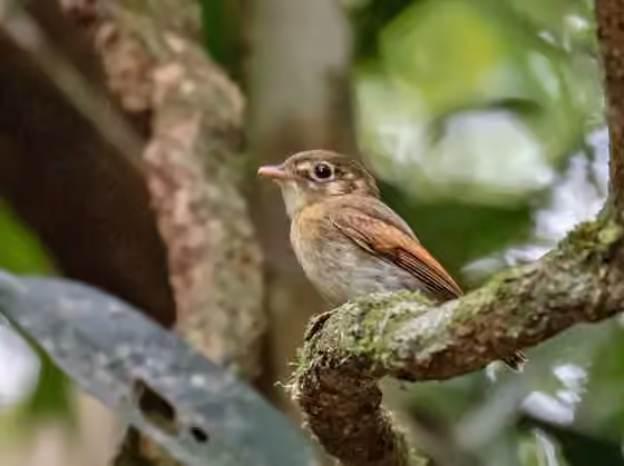 Dokumentasi Platyrinchus leucoryphus