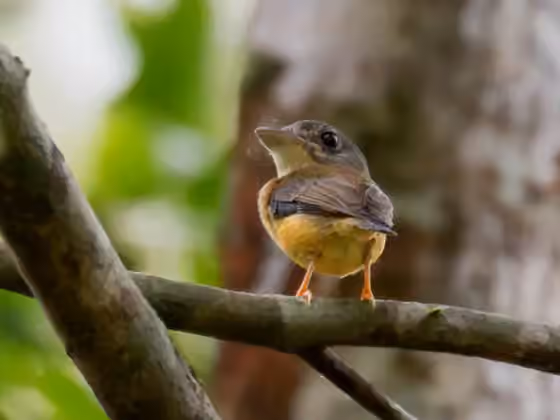 Dokumentasi Platyrinchus platyrhynchos