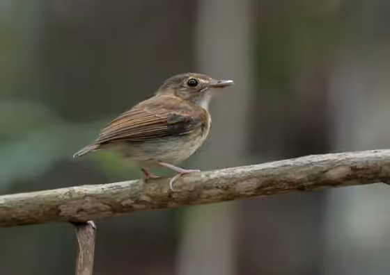 Dokumentasi Platyrinchus saturatus