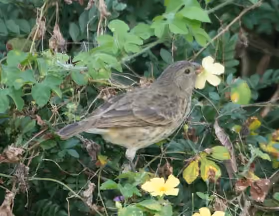 Dokumentasi Platyspiza crassirostris
