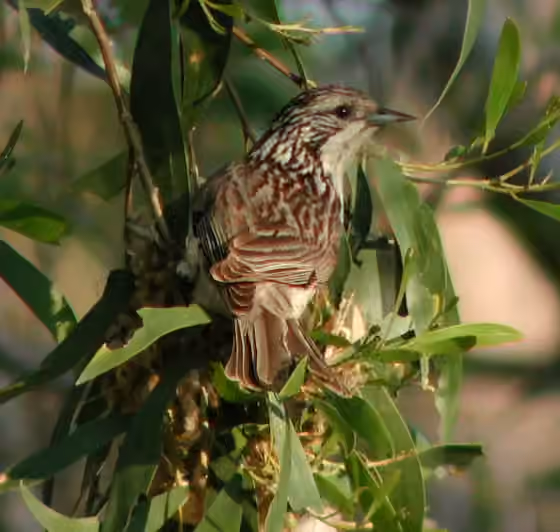 Dokumentasi Plectorhyncha lanceolata