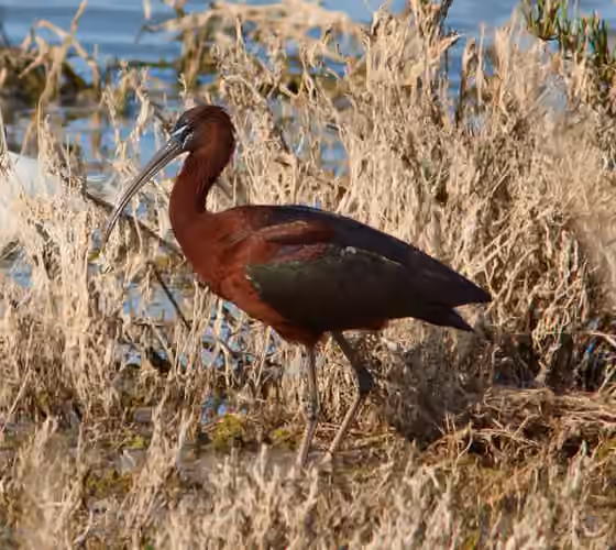 Dokumentasi Plegadis falcinellus