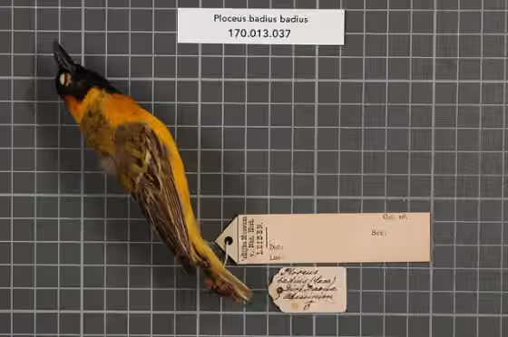 Spesimen museum Ploceus badius