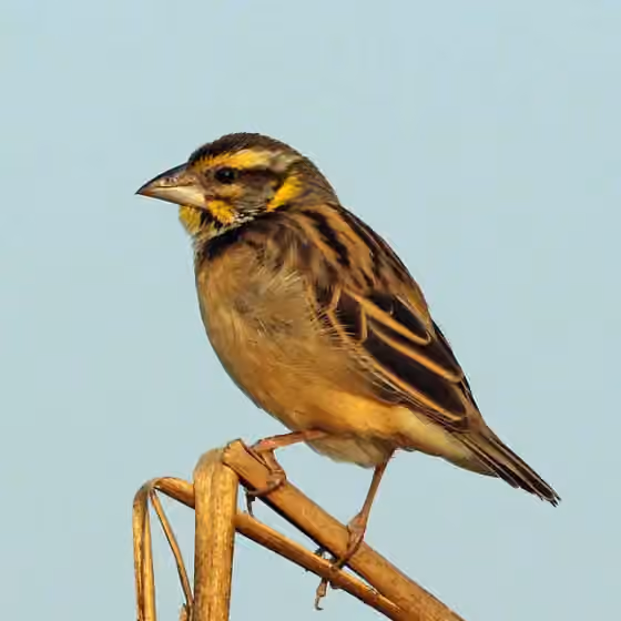 Dokumentasi Ploceus benghalensis
