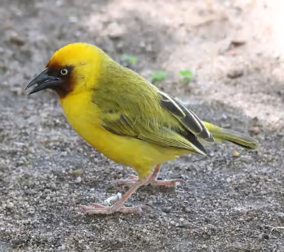 Dokumentasi Ploceus castanops