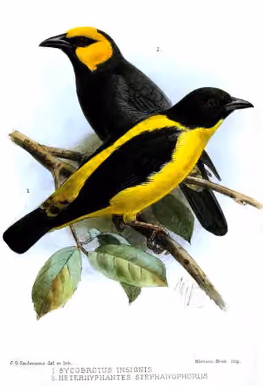 Ilustrasi dokumenter Ploceus insignis pada pelat dengan beberapa figur burung