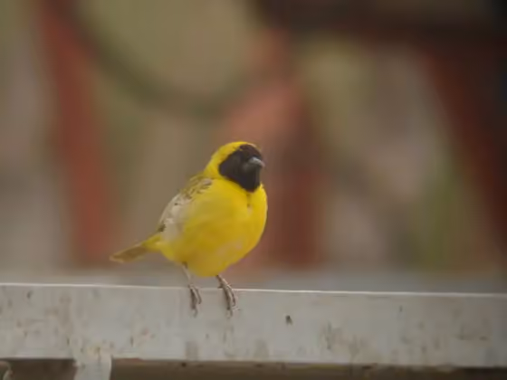 Dokumentasi Ploceus luteolus