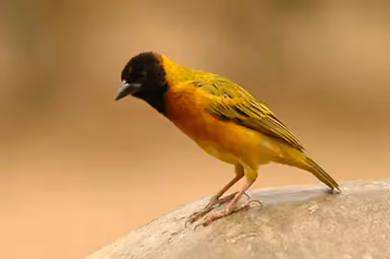 Dokumentasi Ploceus melanocephalus
