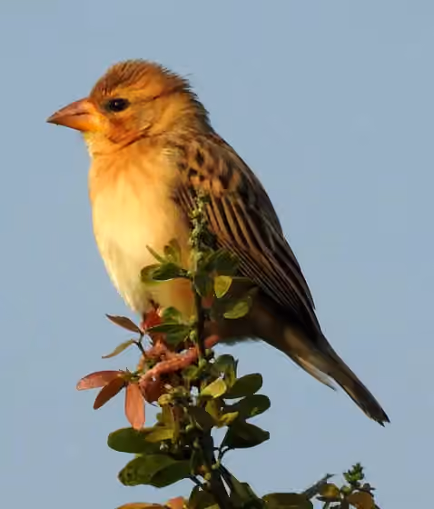 Dokumentasi Ploceus philippinus