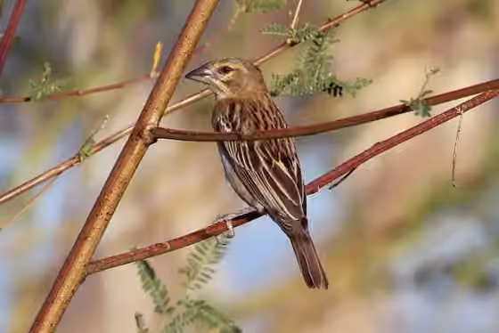 Dokumentasi Ploceus rubiginosus