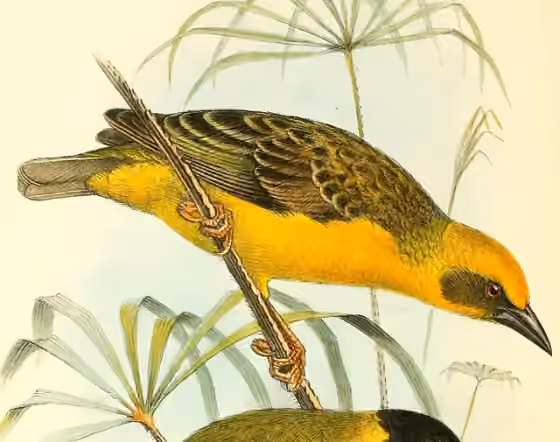 Ilustrasi Ploceus temporalis dalam potongan pelat yang masih memuat sebagian figur burung lain.