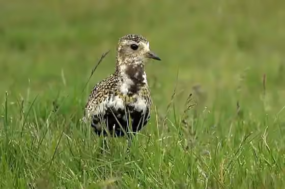 Dokumentasi Pluvialis apricaria