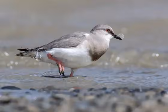 Dokumentasi Pluvianellus socialis