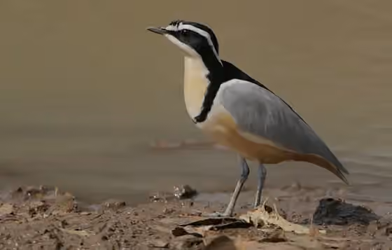 Dokumentasi Pluvianus aegyptius