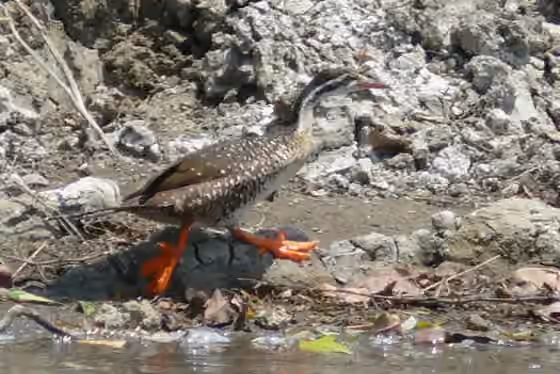 Dokumentasi Podica senegalensis