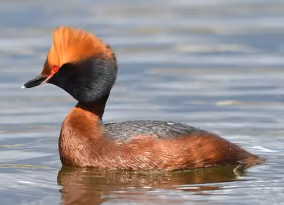 Dokumentasi Podiceps auritus