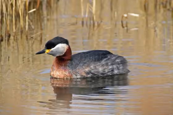 Dokumentasi Podiceps grisegena