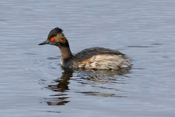 Dokumentasi Podiceps nigricollis