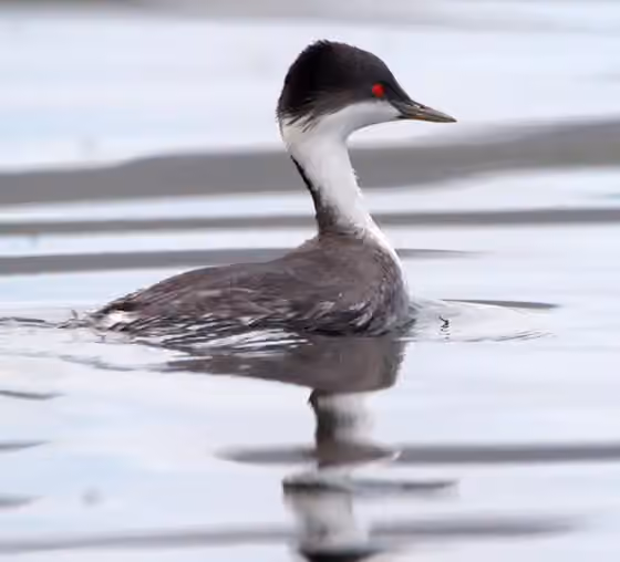 Dokumentasi Podiceps taczanowskii