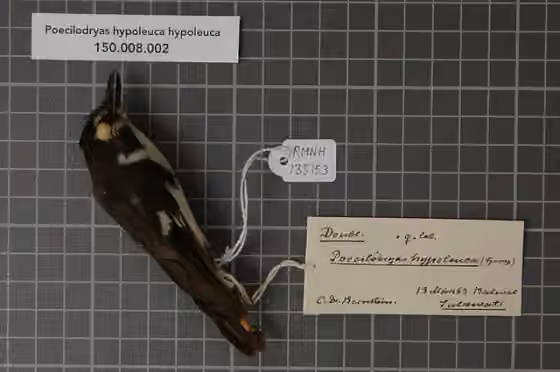 Spesimen museum Poecilodryas hypoleuca