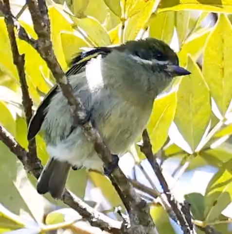 Dokumentasi Pogoniulus leucomystax
