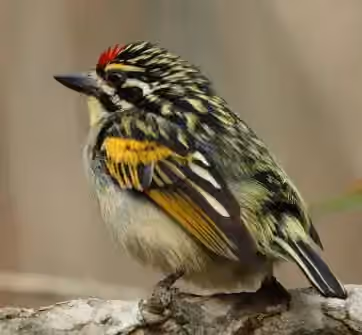 Dokumentasi Pogoniulus pusillus