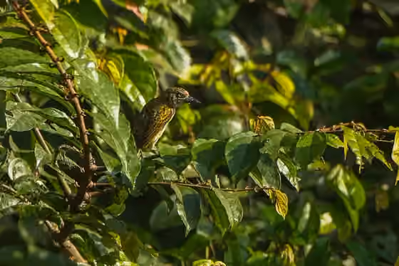 Dokumentasi Pogoniulus scolopaceus