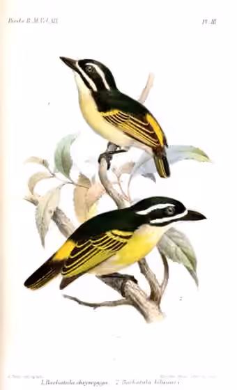 Ilustrasi Pogoniulus subsulphureus
